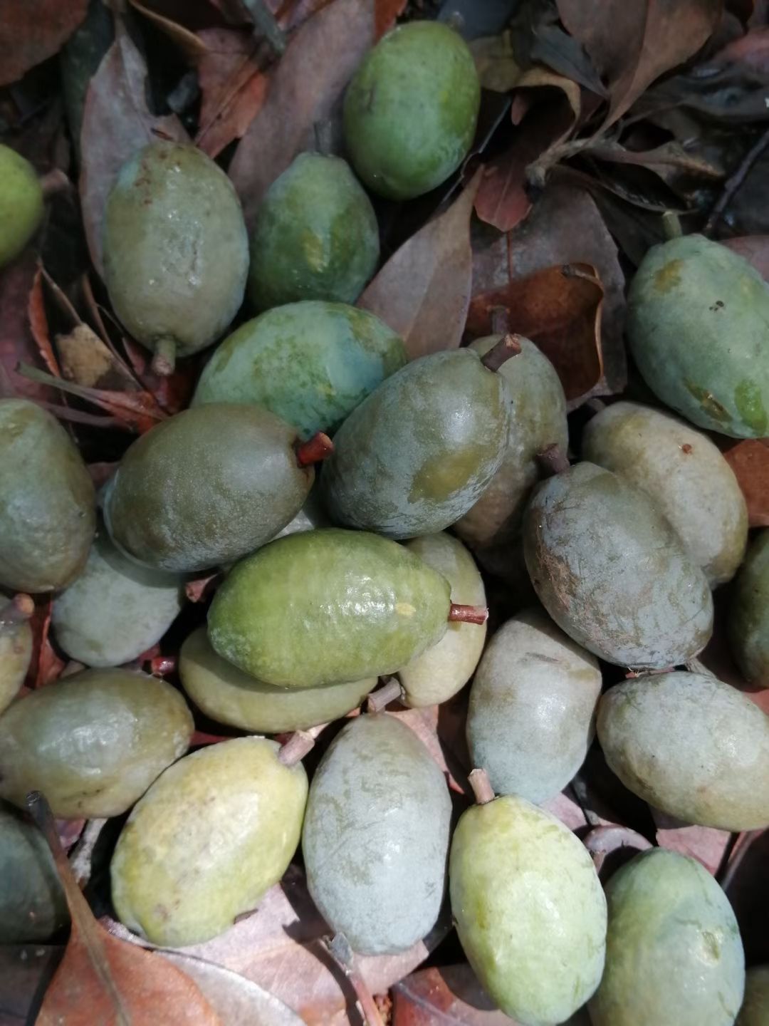 野橄榄,纯天然,原生态