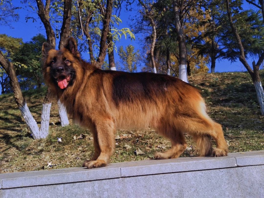 德牧为什么常见于警犬和军犬
