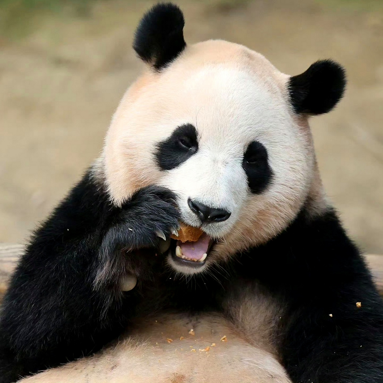 第一张图:福宝找到长椅上舒服坐着的方法,没想到是拿自己的名牌当靠背