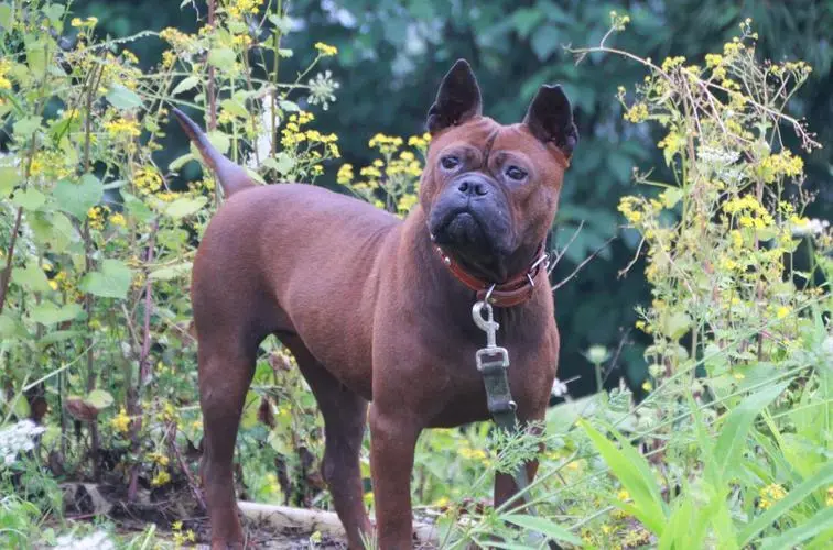 中国本土猎犬图片