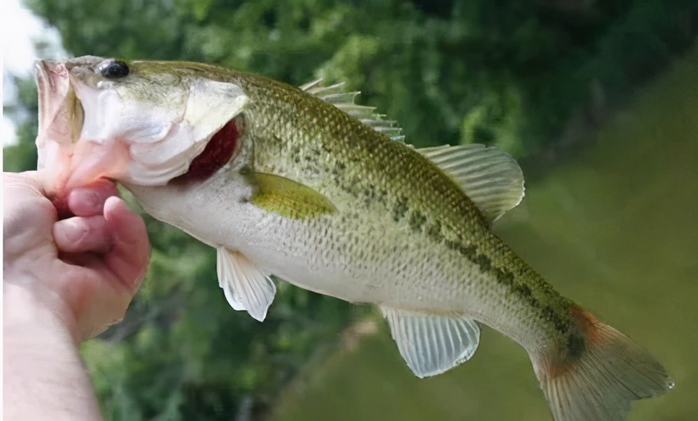 淡水鲈鱼养殖指南:打造健康成长的鱼塘