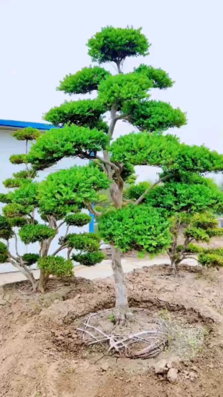 瓜子黄杨造型树四季常青不落叶适合庭院别墅农家小院栽植耐寒耐旱南北