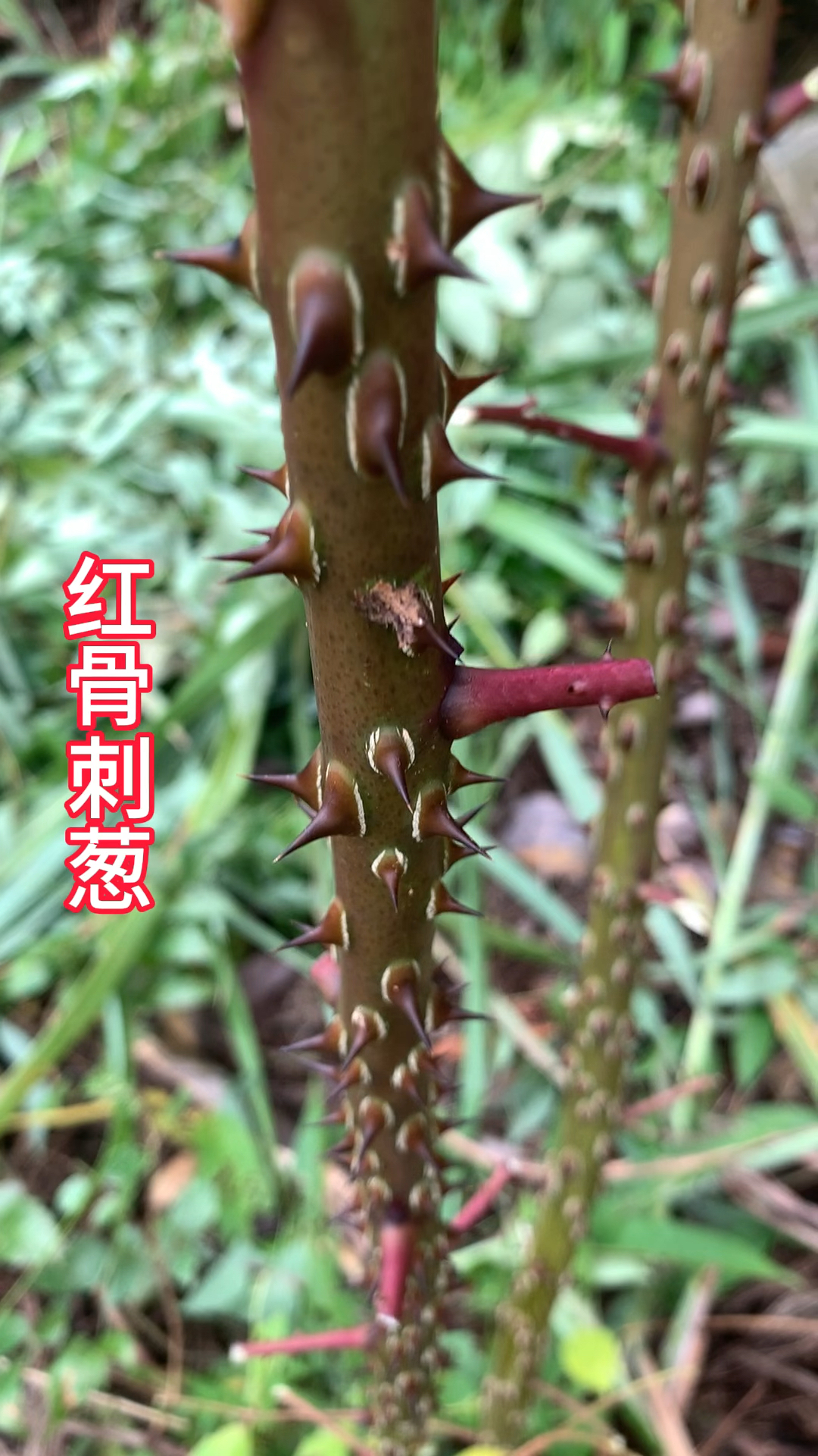 全身长满刺的植物,好多人没认识-度小视