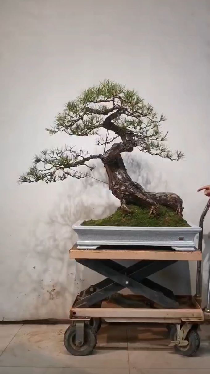 分享一棵老山松盆景,苍老有造