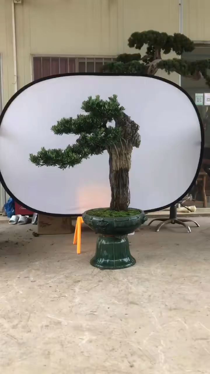 附石台湾金钻罗汉松,远远望去还是这么靓.