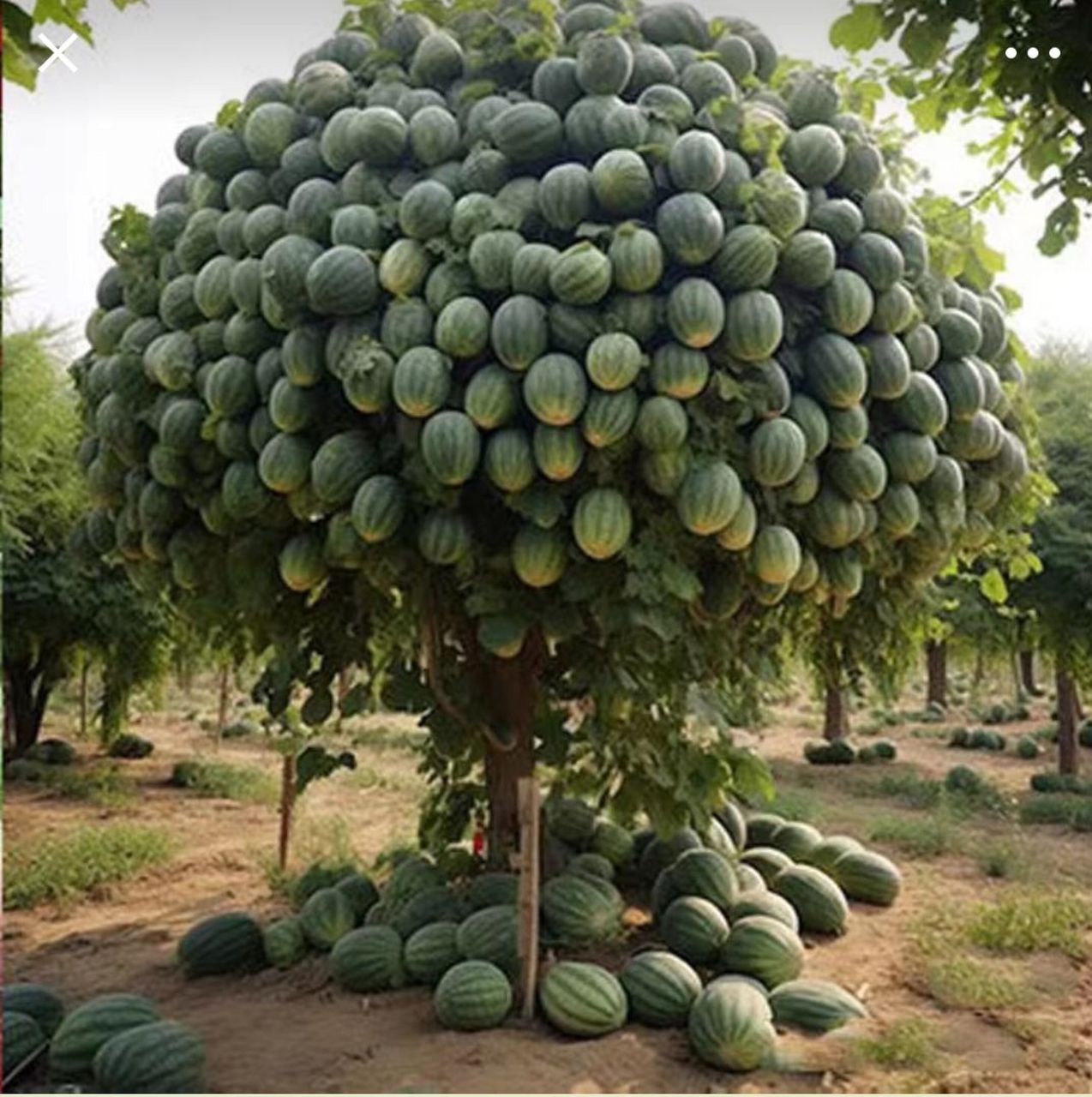 这是转基因西瓜,还是嫁接后的产物.