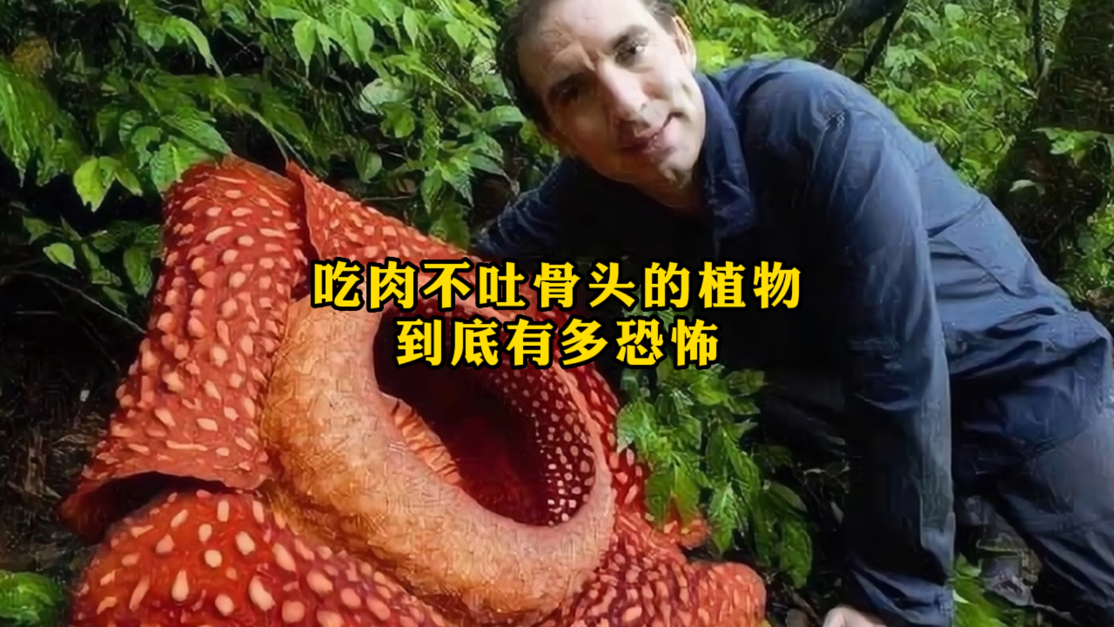 吃肉不吐骨头的植物有多厉害