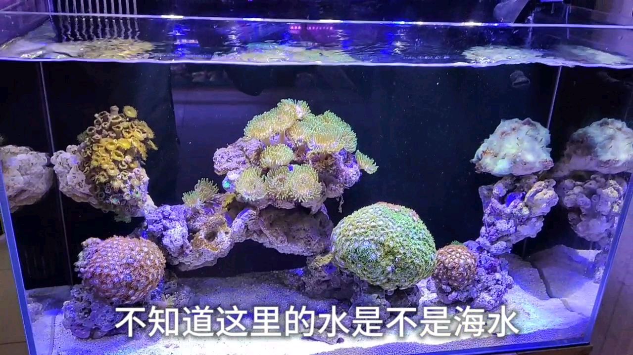 全国最大观赏鱼批发市场,花地湾就要搬走了,这么大鱼缸100块