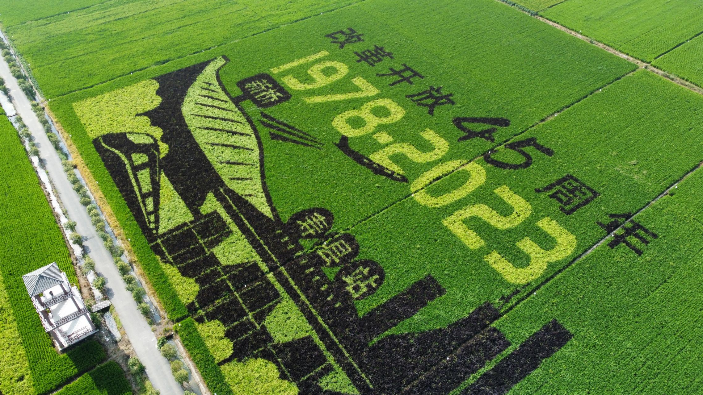 寿县稻田画,航拍记录最美时光#我的旅行日记