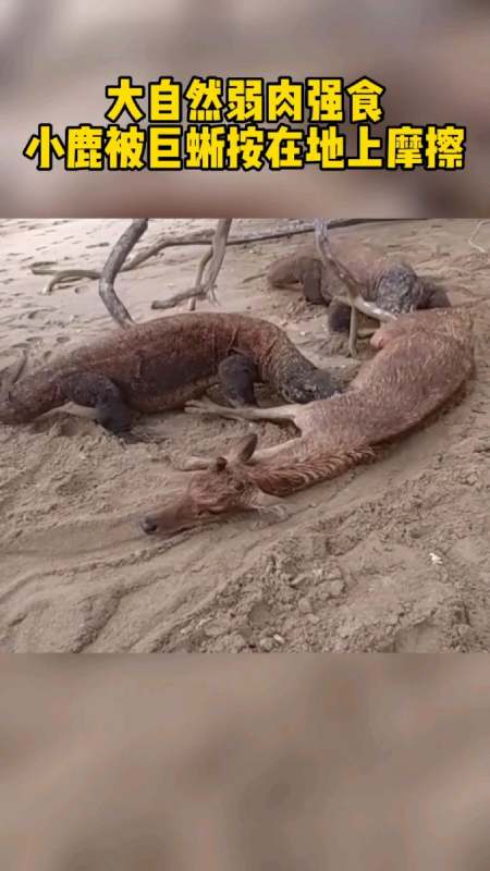 大自然的弱肉强三嫂巨蜥分食小鹿!-度小视