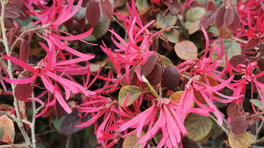 献百花之29:红花檵木