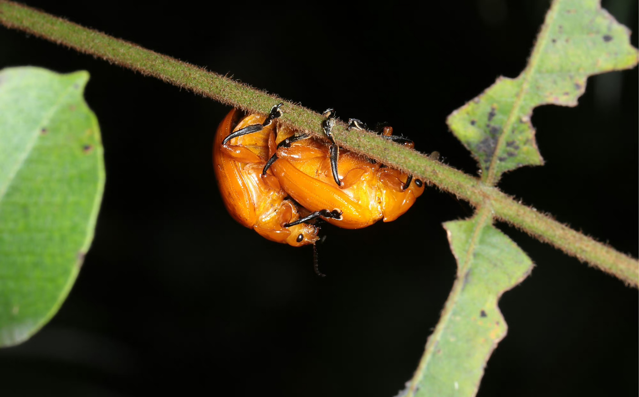 【黄色凹缘跳甲】 podontia lutea (olivier, 1790),鞘翅目叶甲科凹缘