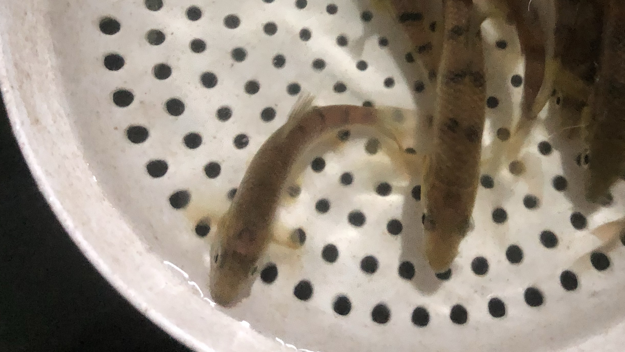 养溪石斑的第七天之食物篇