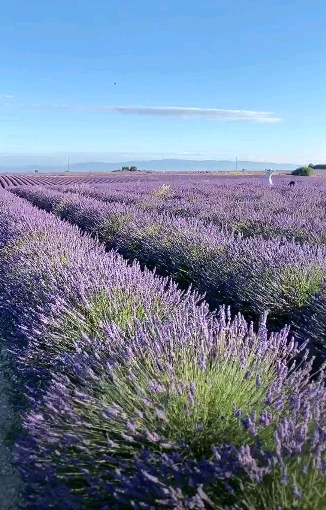 美丽极致的薰衣草