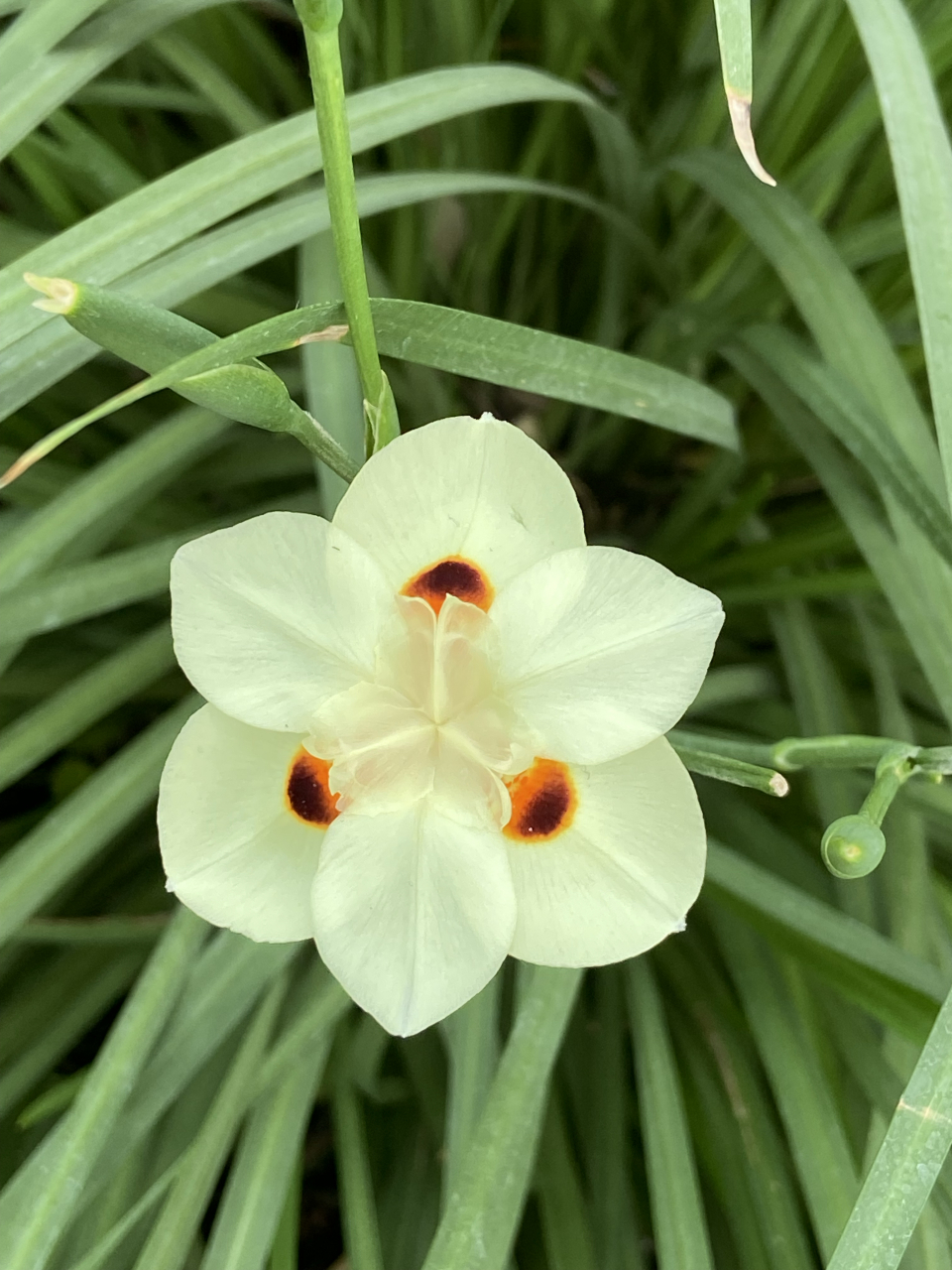 双色野鸢尾. 一群人围着它咔嚓咔嚓,就知道它颜值有多高.
