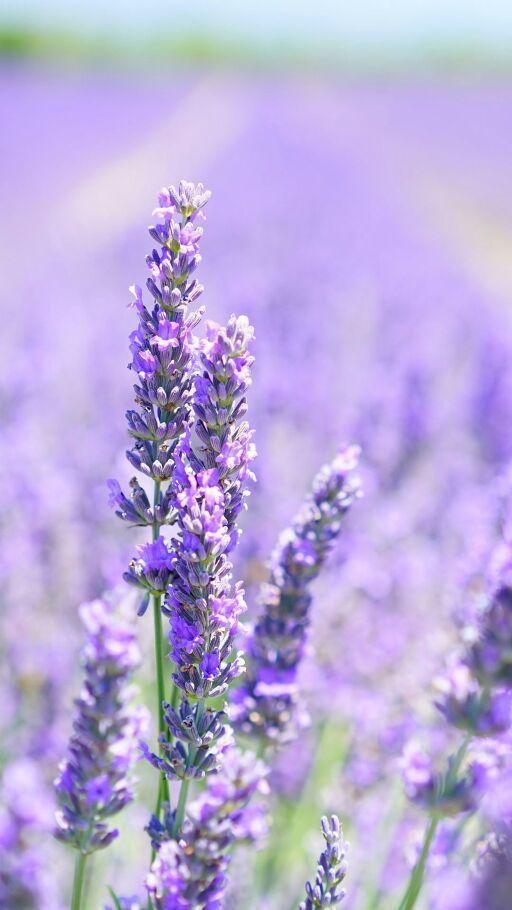 蓝色汪洋薰衣草