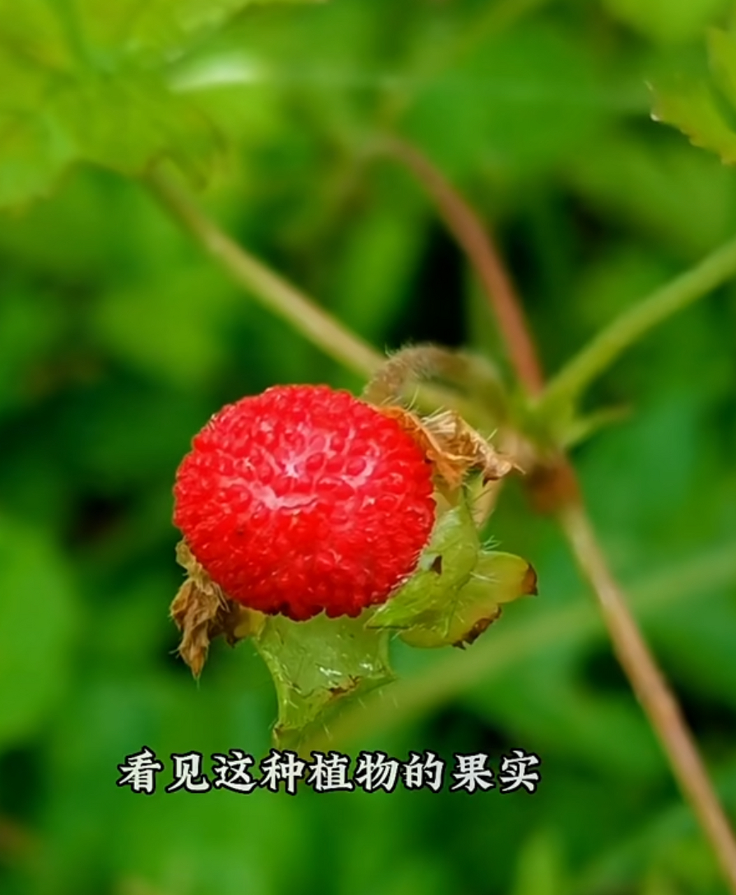 蛇莓草药图片与功效图片