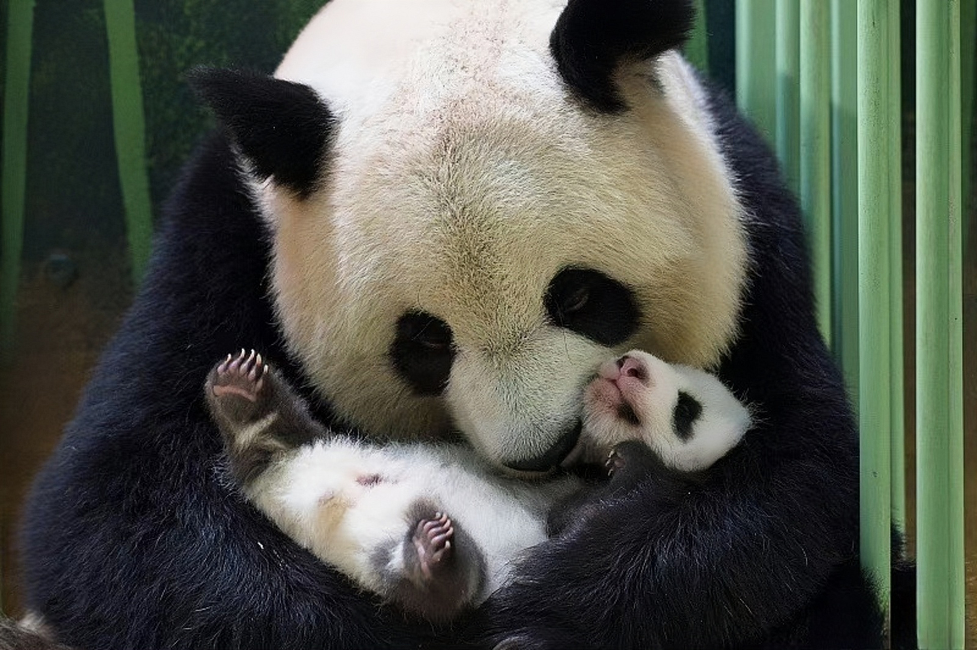 野生熊猫妈妈带幼崽图片