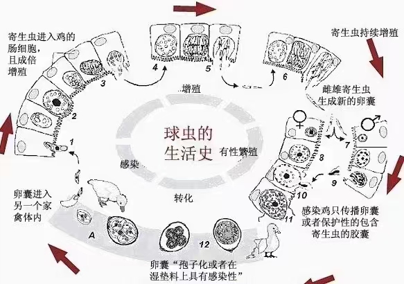 鸡球虫病和肠炎,"球净乐"来搞定