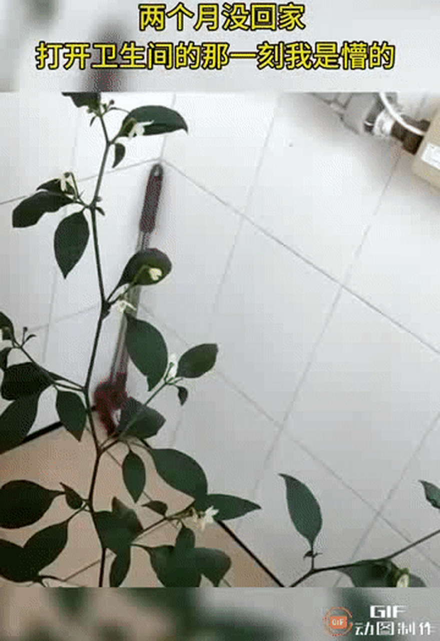 辽宁,一姐妹外出2个月没回家,等她再回家后,在厕所看到的一幕让她忍不