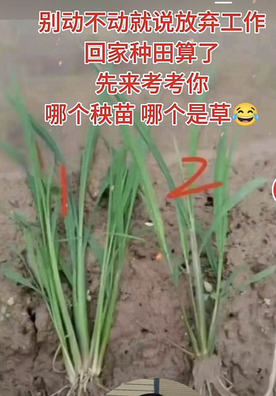 小时候到秧田里拔草的时候,老爸告诉我:草高一点,秧苗矮一点;草颜色浅