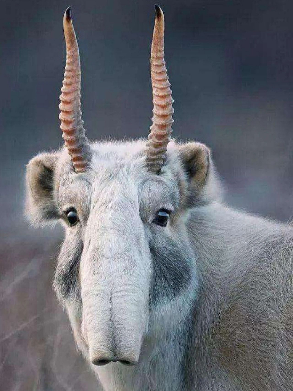 高鼻羚羊,又称赛加羚羊,赛加羚,大鼻羚羊,因吻鼻部明显延长,鼻脊中部