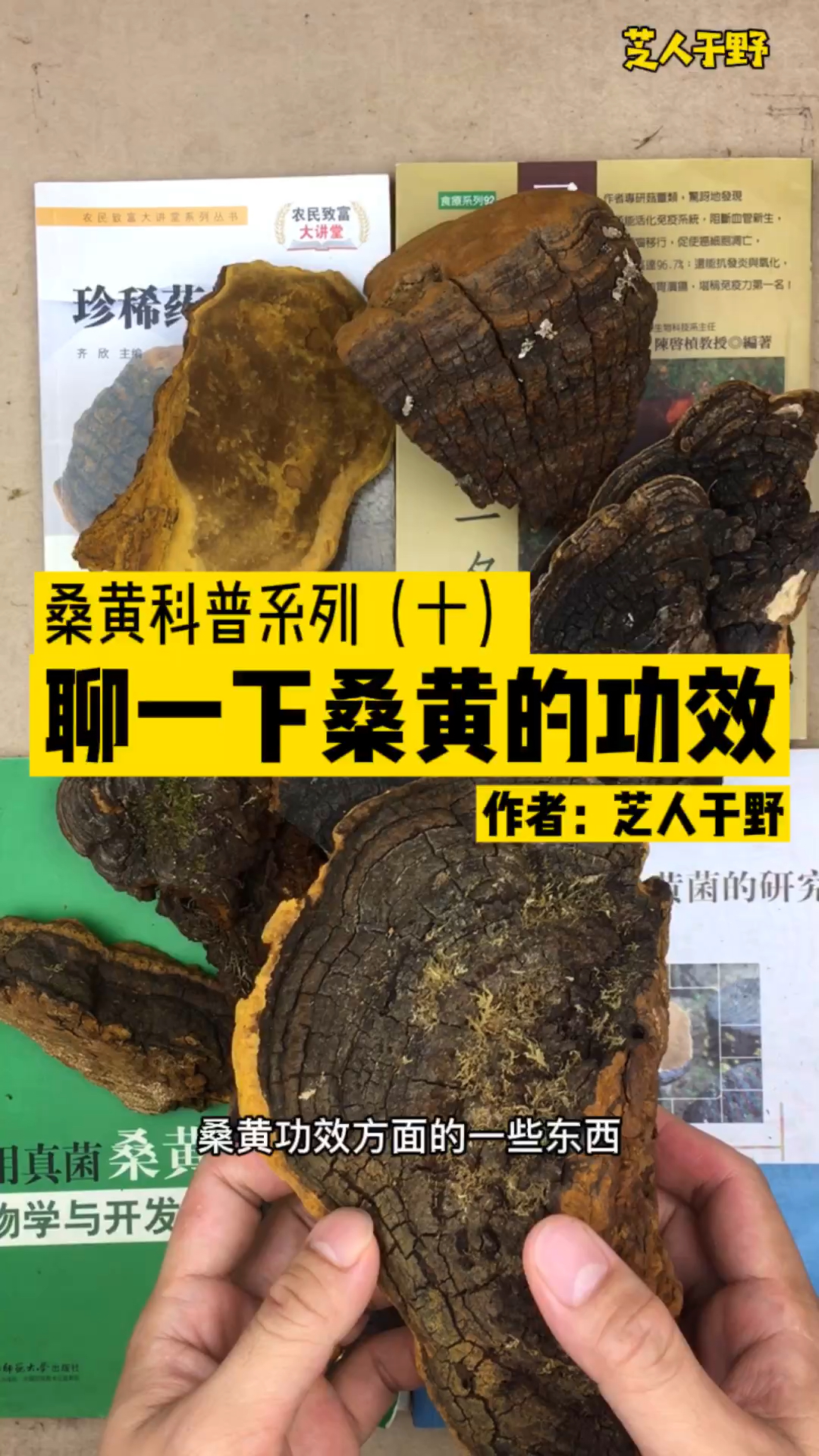 桑黄科普系列十聊一下桑黄的功效