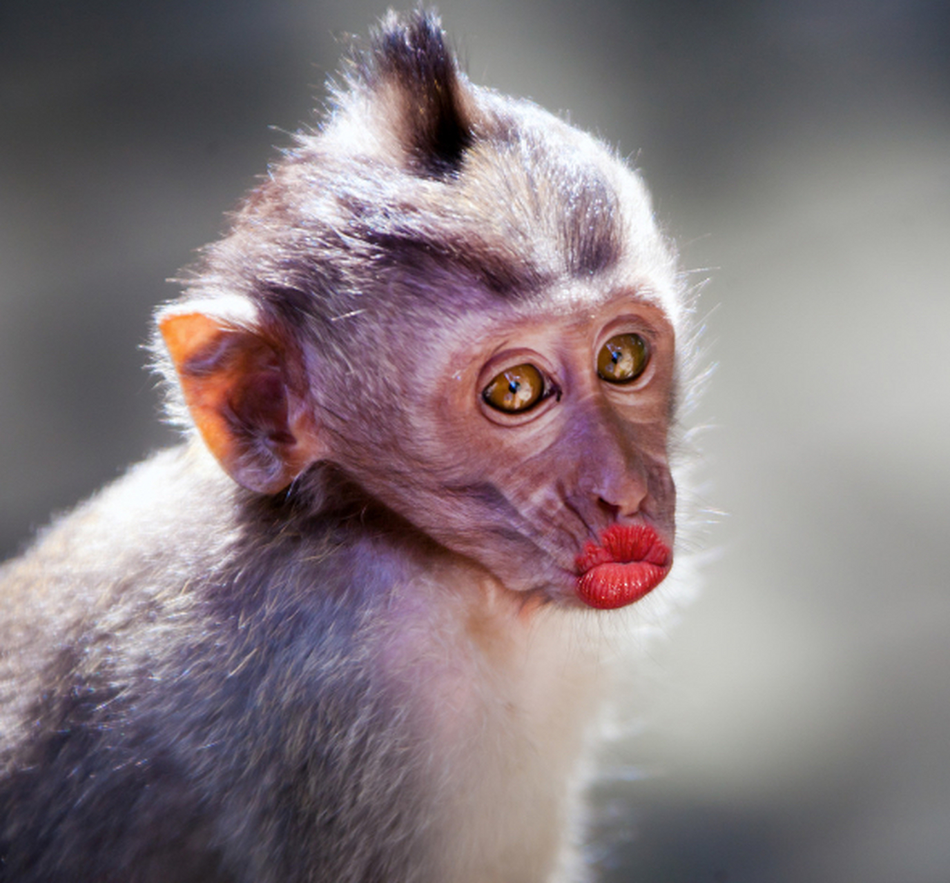 这猴子的飞吻,谁能接得住?#搞笑