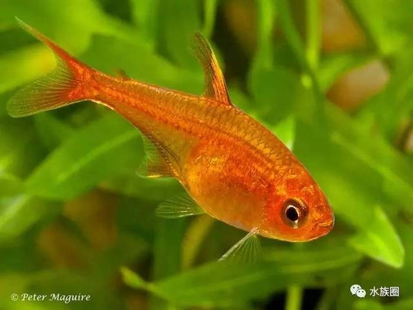 观赏鱼# 喷火灯,学名爱魮脂鲤(hyphessobrycon amandae),又称橘帆