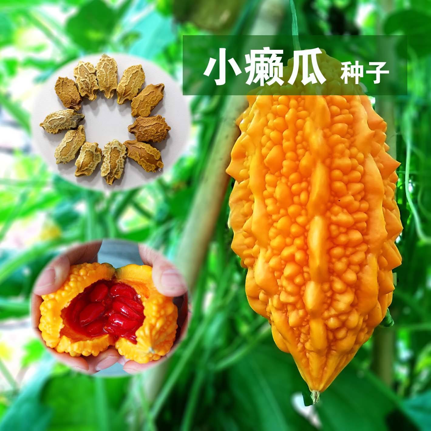 中国特色山野水果《癞瓜》