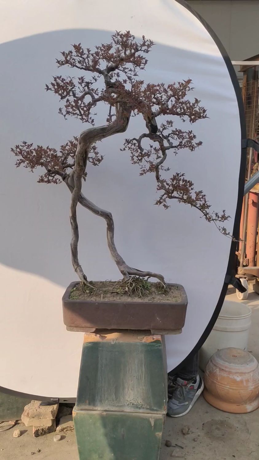 非常漂亮的根艺红芽雀梅,等待有缘人-度小视