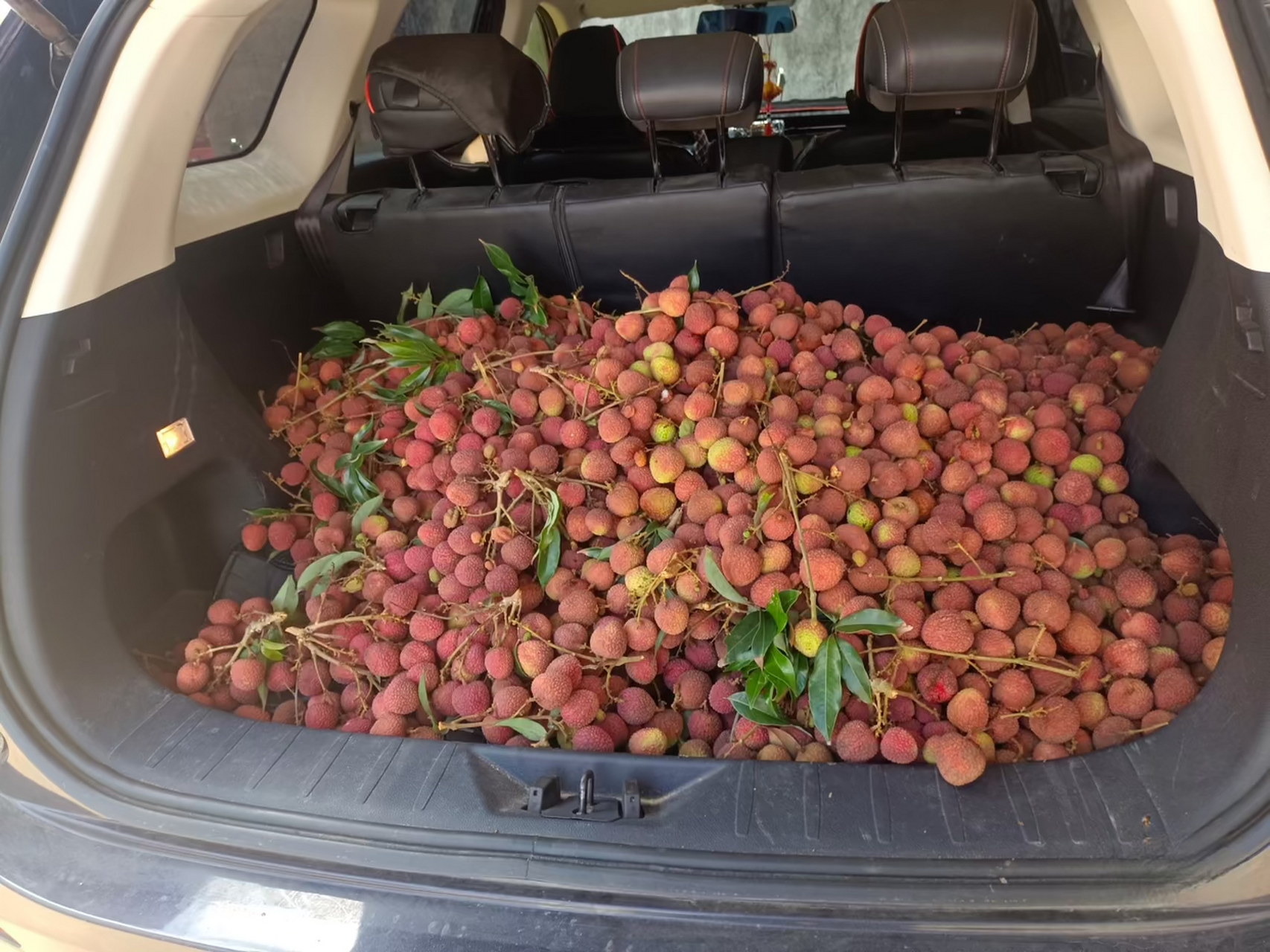 摘回来的荔枝放后备箱,这么多算实现荔枝自由了吧