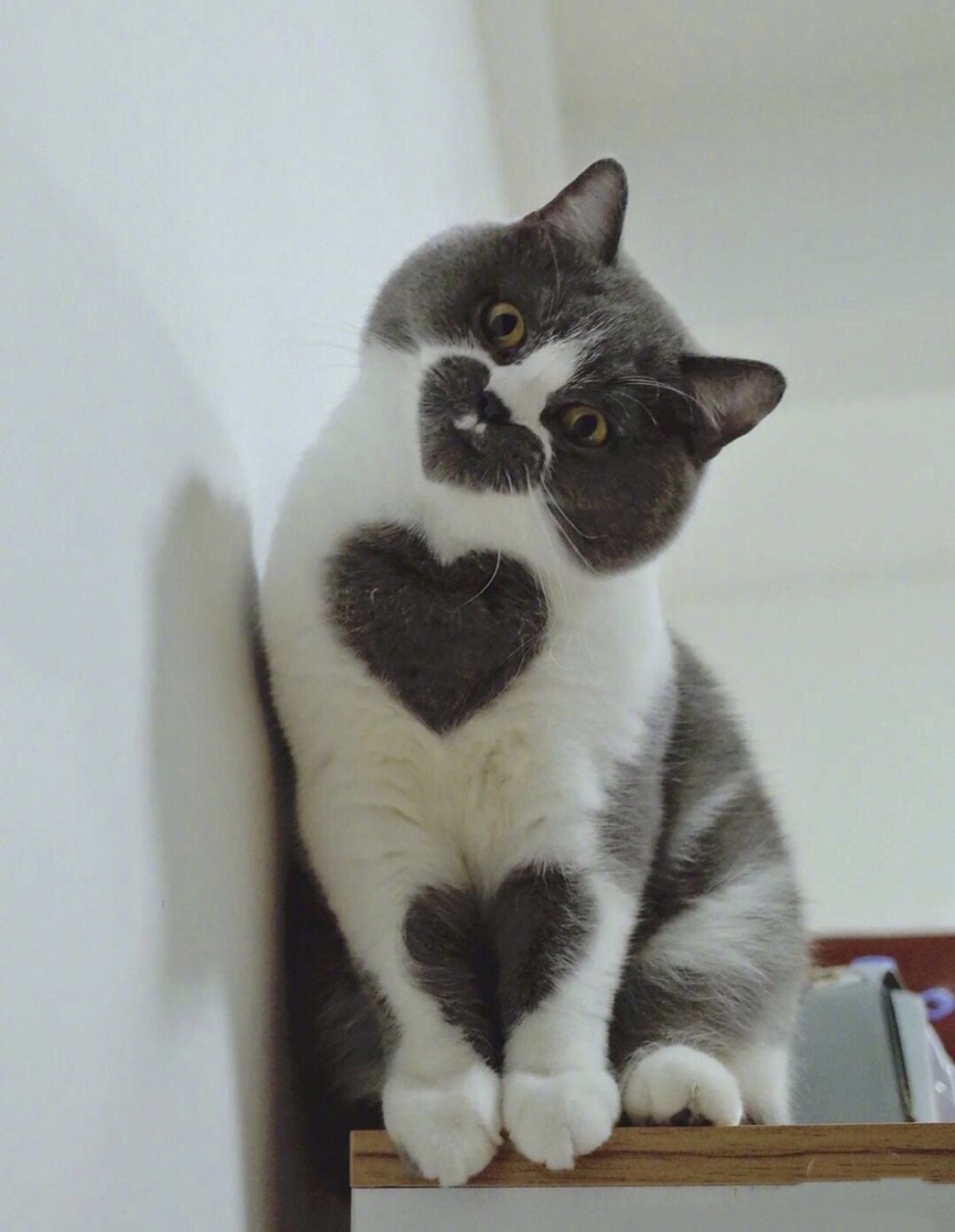 猫咪太可爱了,全身都是爱.#趣图搞笑# #猫咪