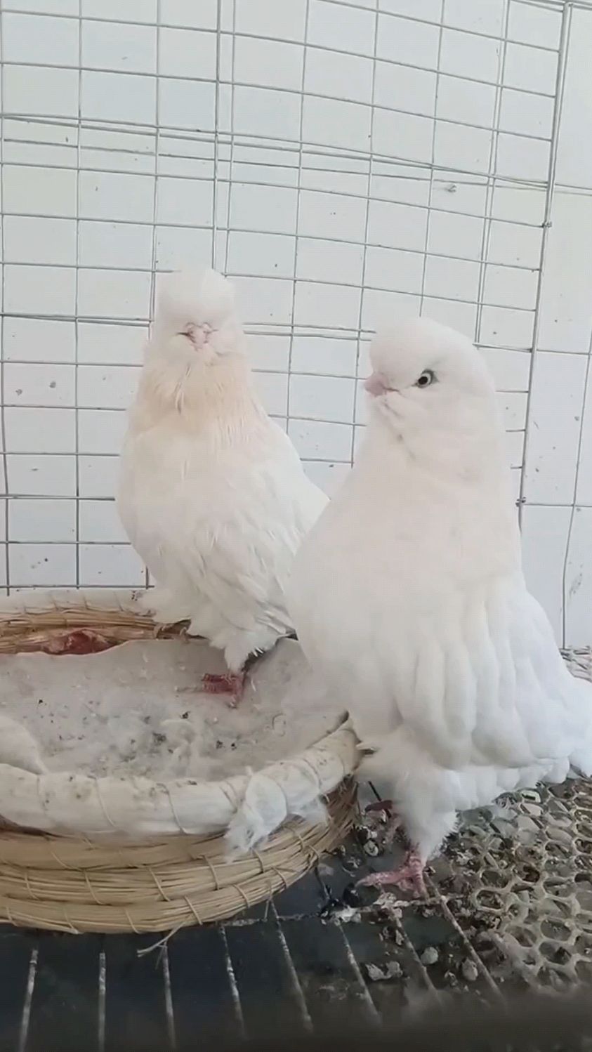 玉嘴玉翅柳叶羽寿星#适合全国各地饲养 寿星寓 意深远