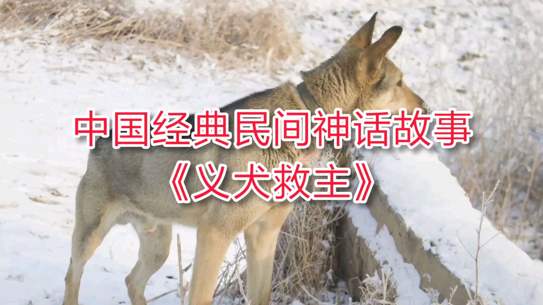 [图]中国经典民间神话故事:《义犬救主》