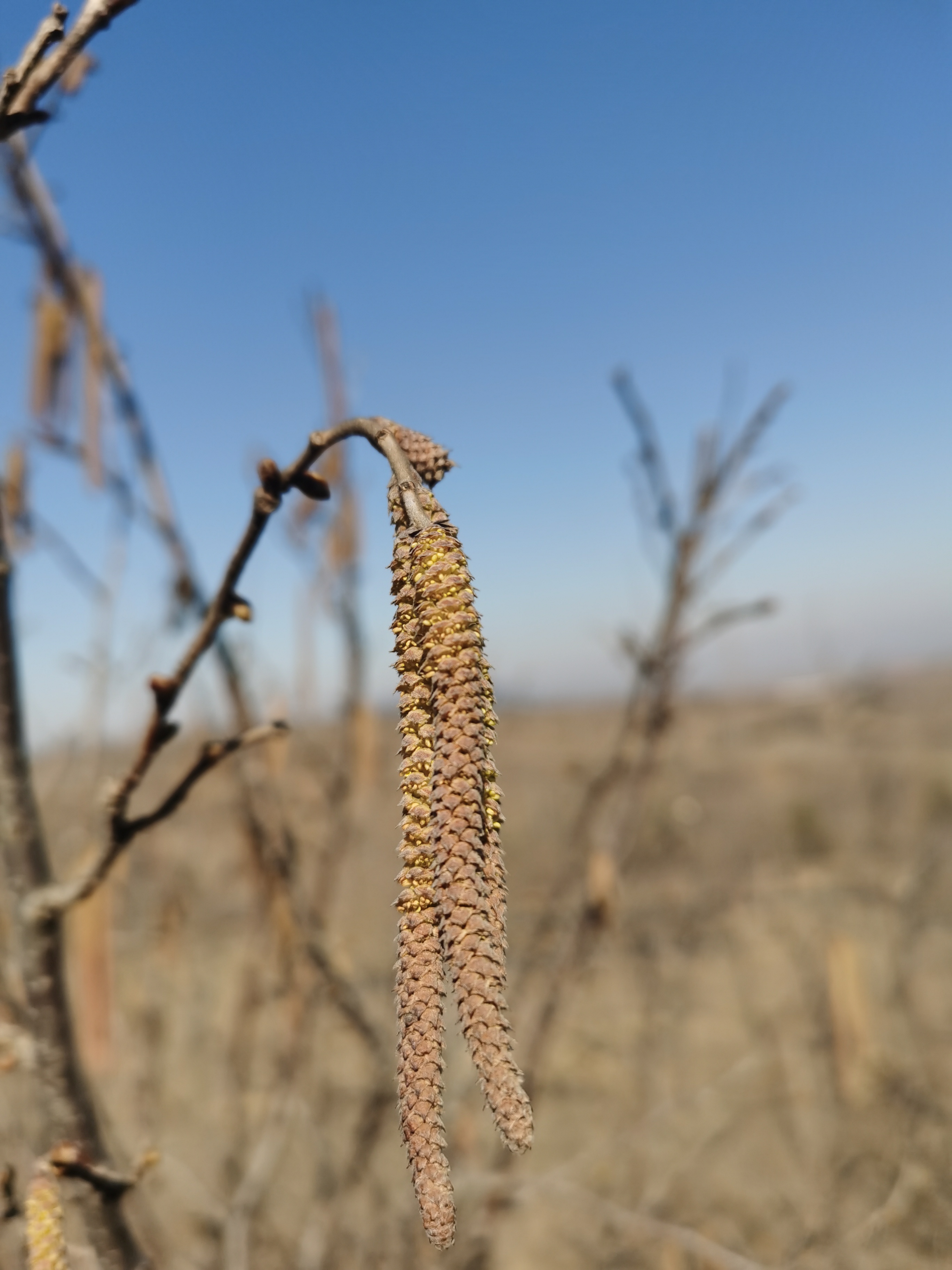 山东诸城榛子雌花初放
