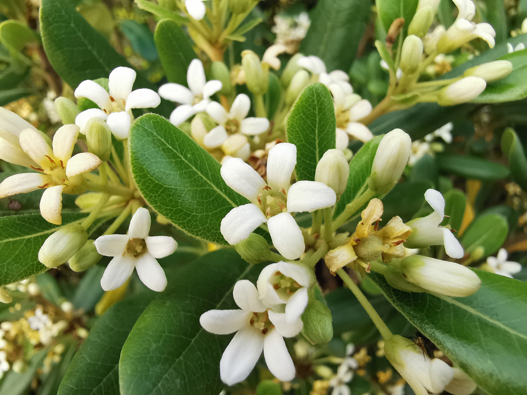 海桐花开,七里飘香 海桐是双子叶植物纲 ,海桐花科,海桐花属常绿灌木