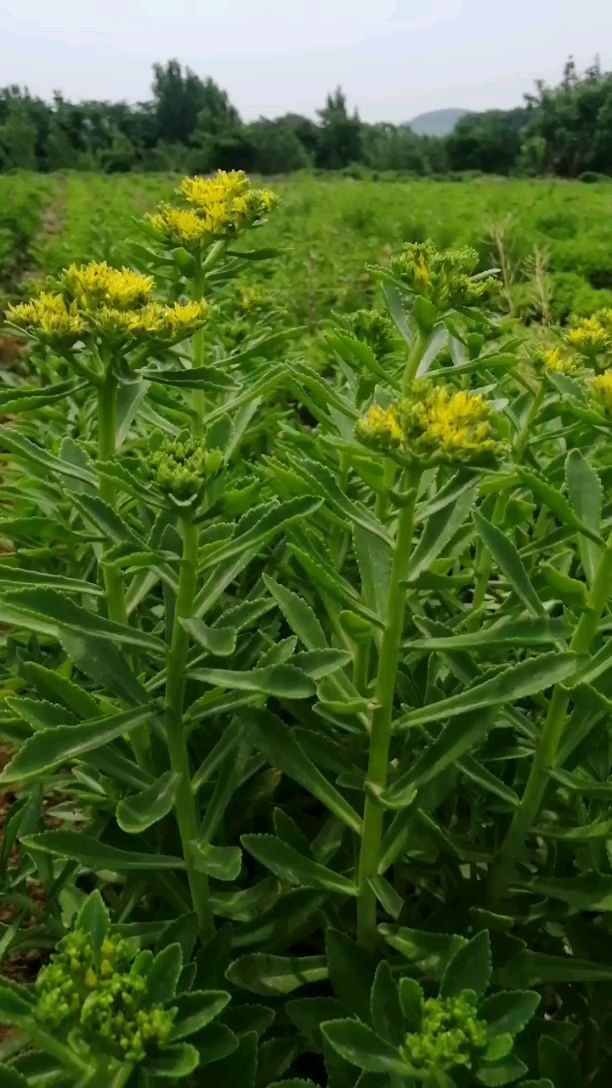 2022年,养心菜的第一次花开-度小视