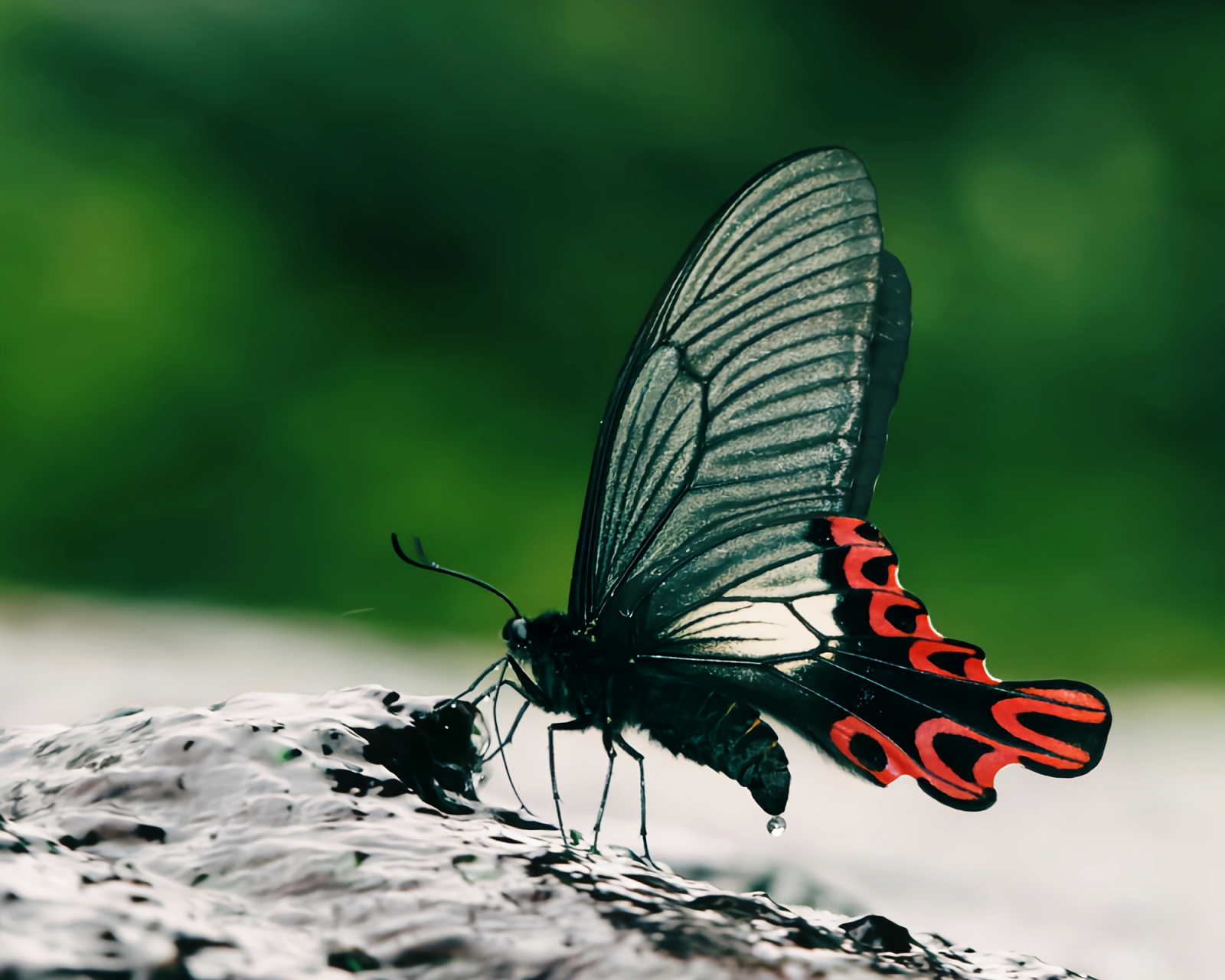 每天认识一种昆虫——宽尾凤蝶 宽尾凤蝶是我国特有的蝶种,体型大