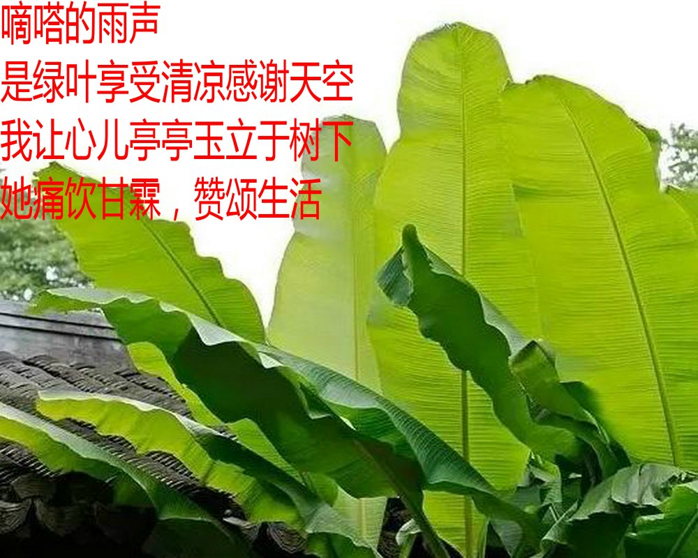 我的心兒為美痴迷 文/周延鋒現代詩歌美文美圖