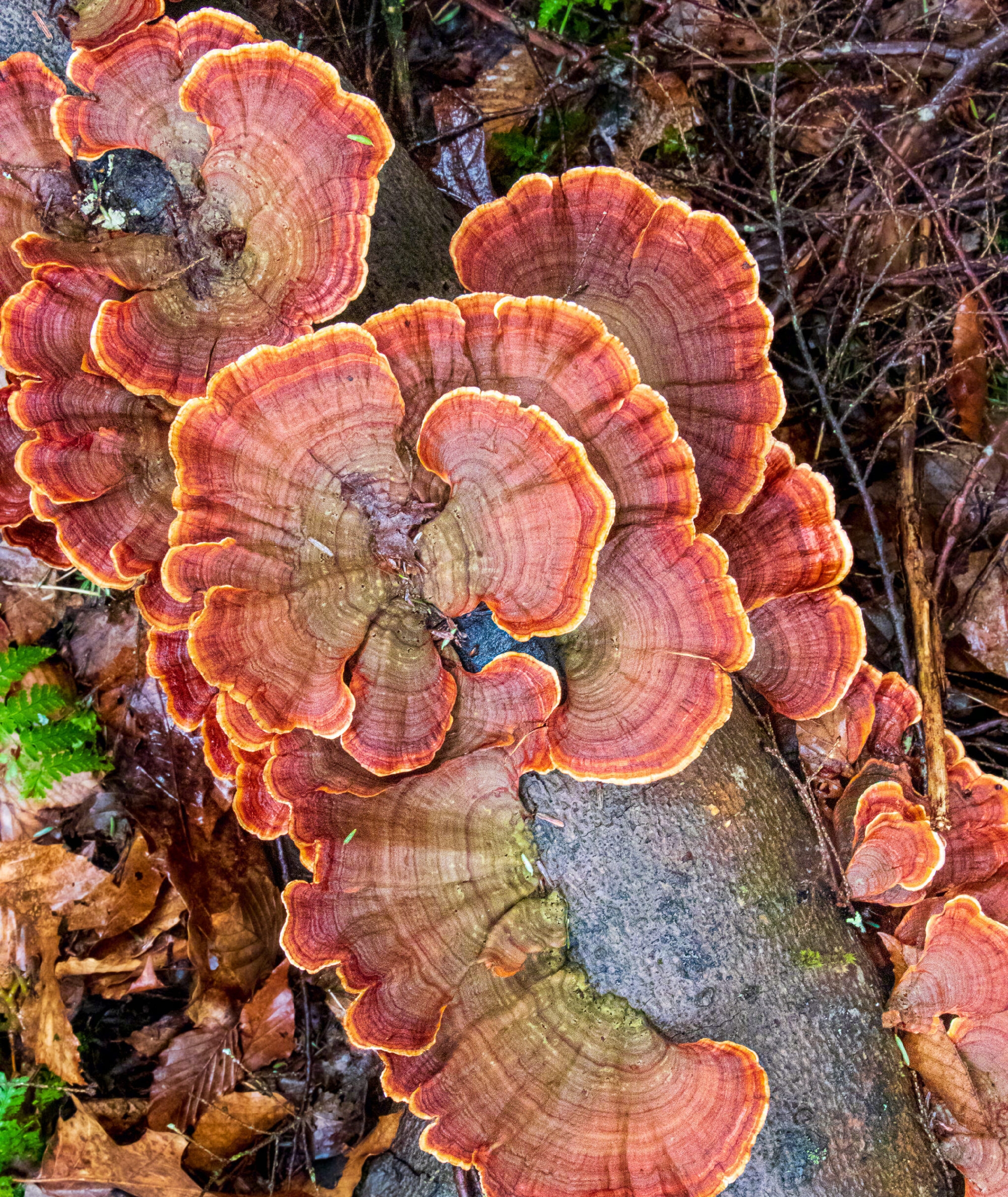 摄影师 barbora batokova