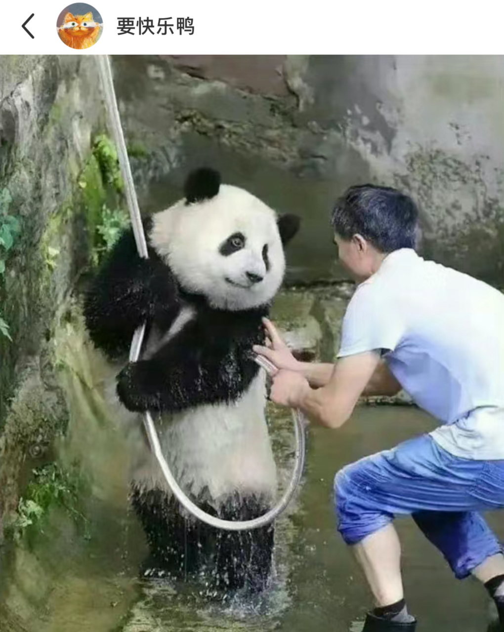 大熊猫的正确洗澡姿势还得看莽辰辰,网友:头一次见这么爱洗澡的小熊