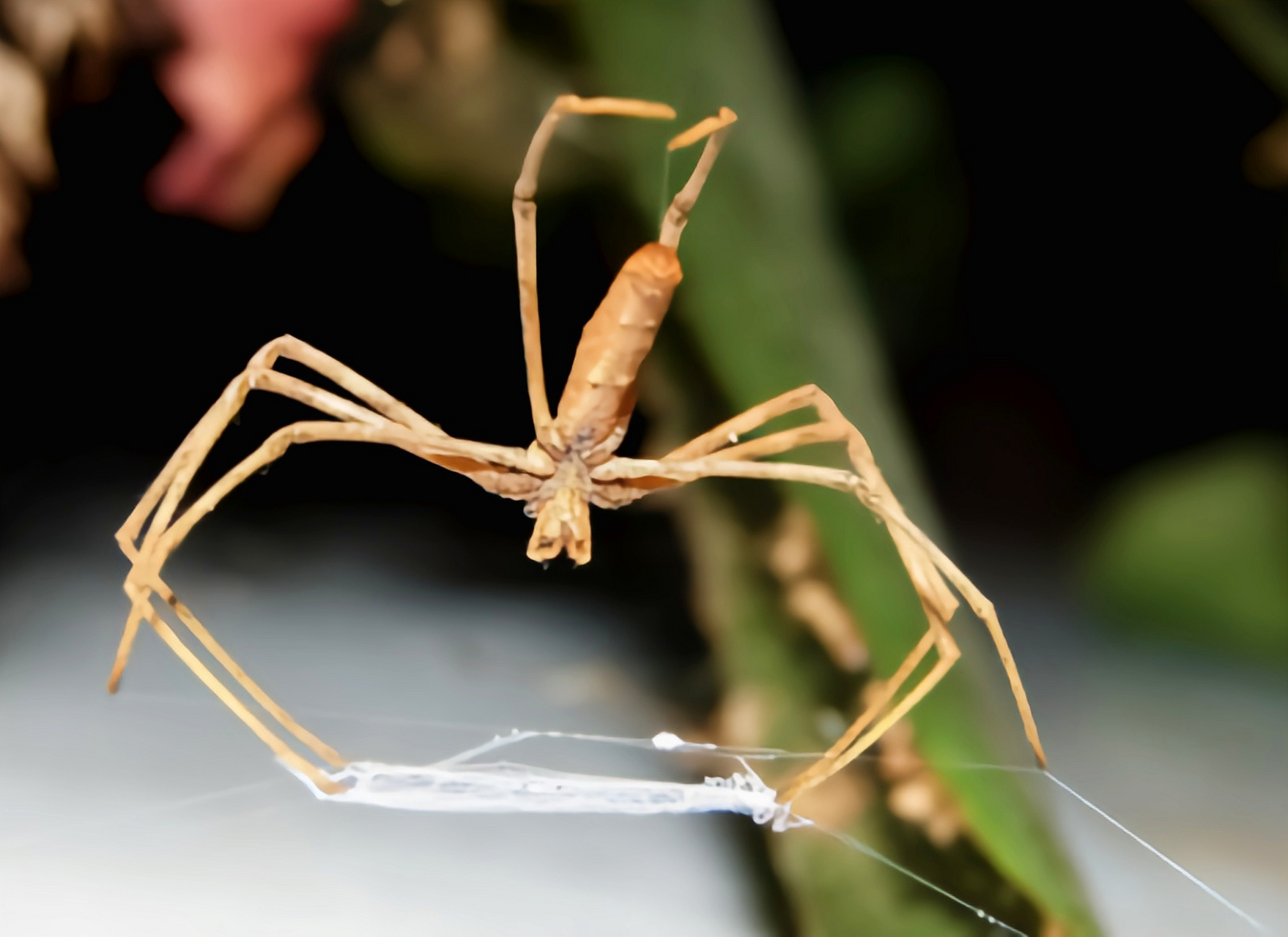 每天认识一种动物——撒网蛛 撒网蛛别名鬼面蛛,妖面蛛,栖息于热带及