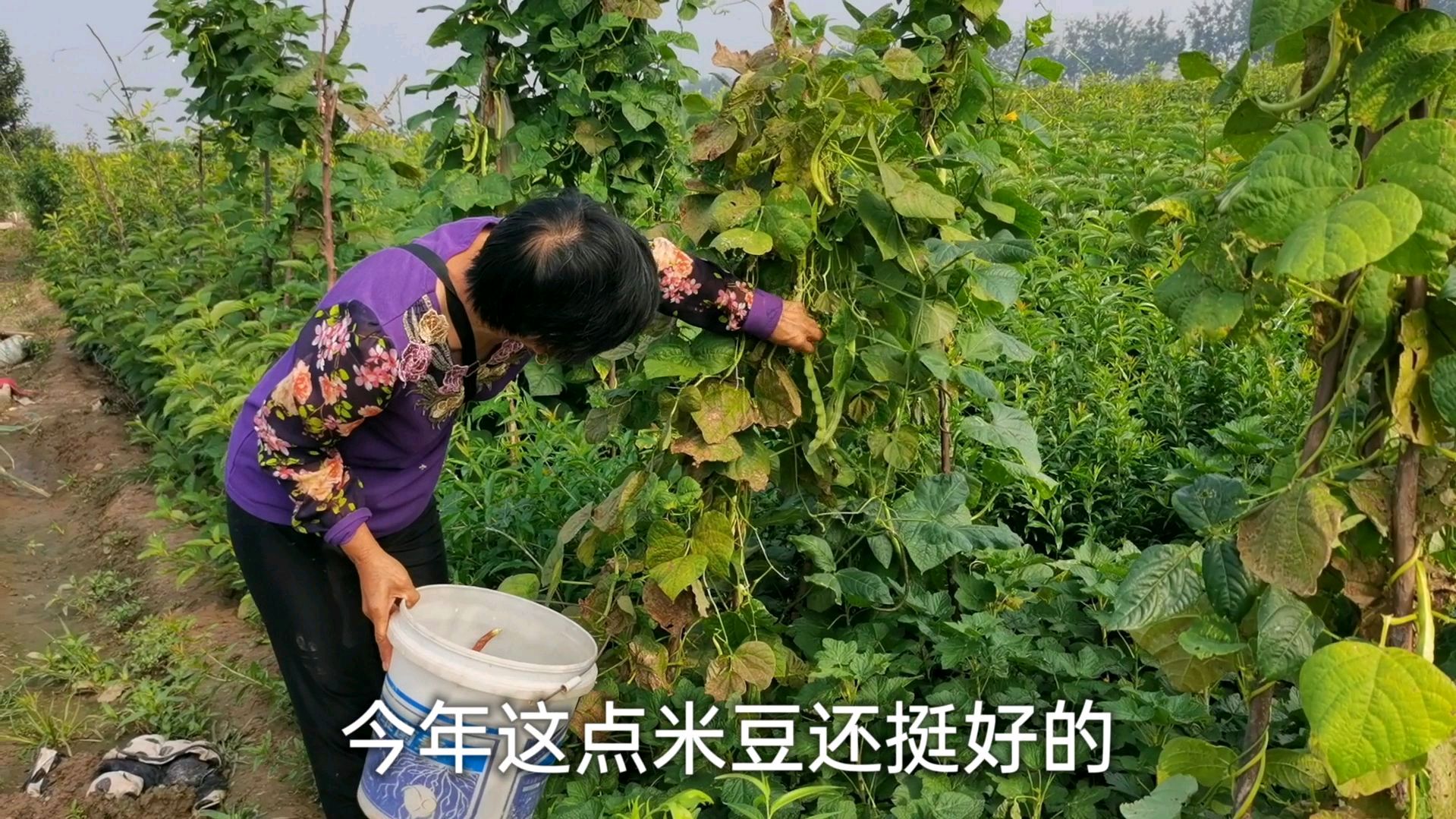 现摘现吃的芸豆,农村媳妇做出特色小吃,3岁孩子一不小心吃撑了