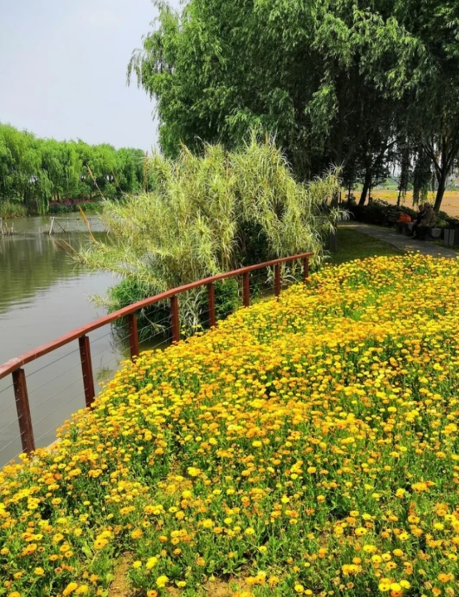 淀山湖大道风景区图片图片