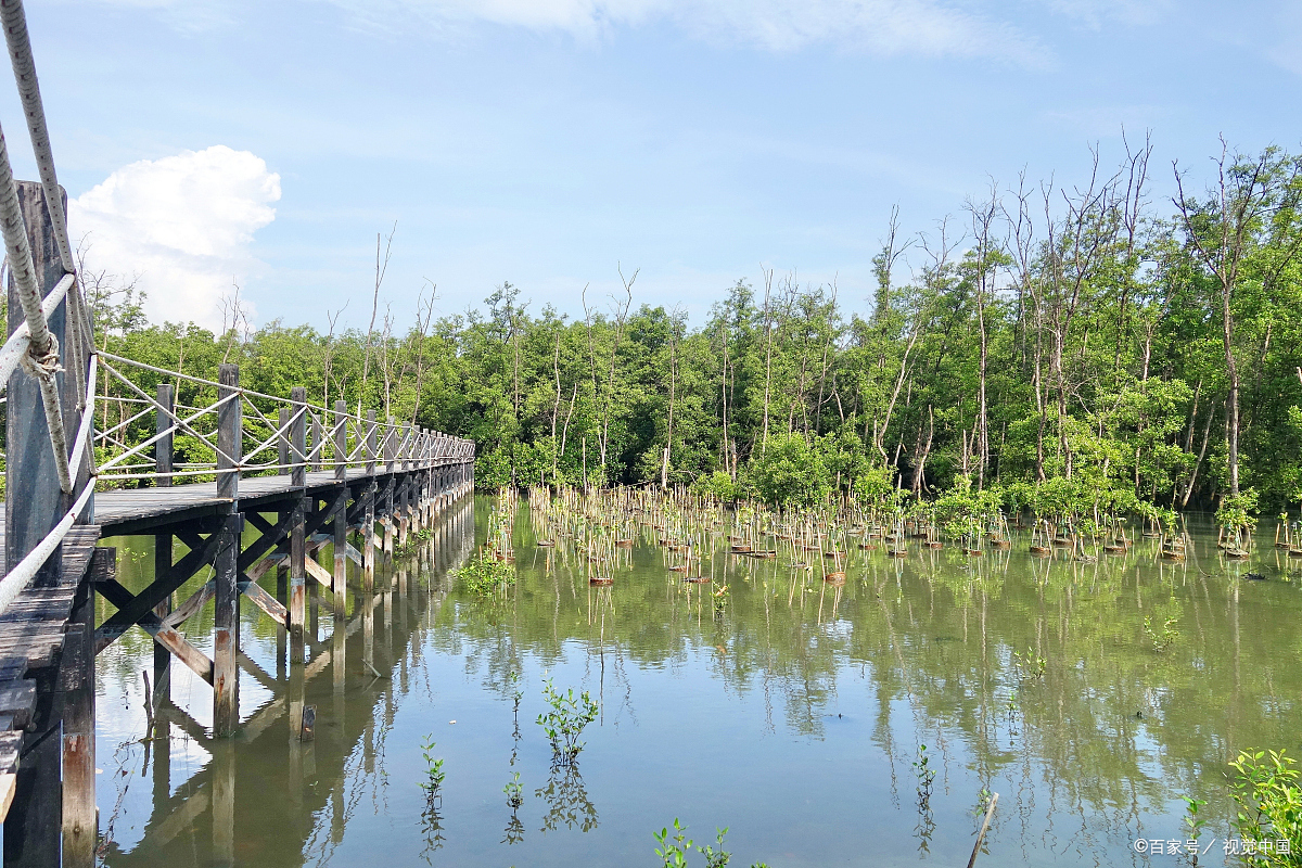 深圳红树林一日游攻略