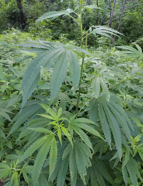 大连大黑山发现成片野生大麻?