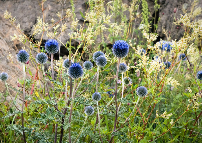 球状植物有哪些?