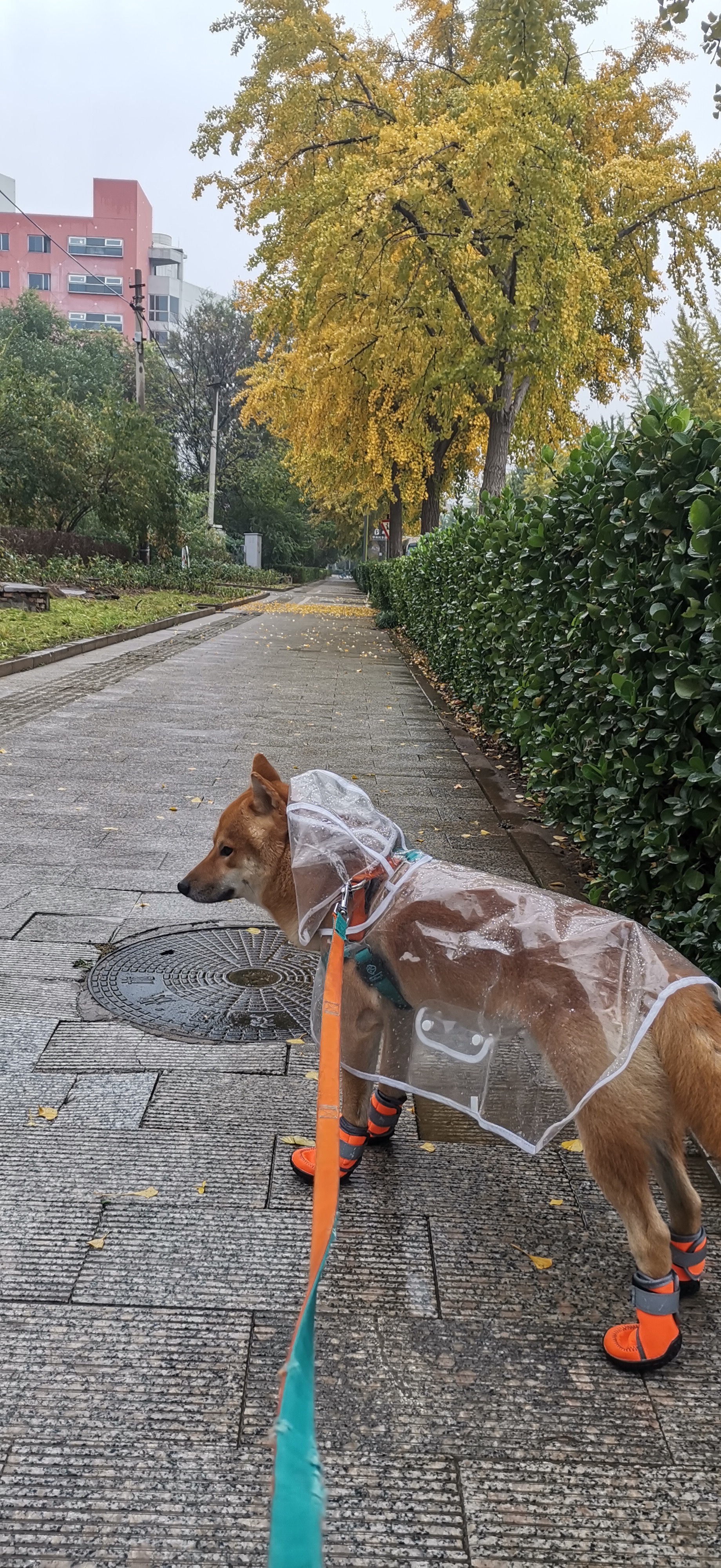 马路边缘林荫道上,一只穿着雨衣,鞋子的小狗,被系着橙色绳子,它安静地