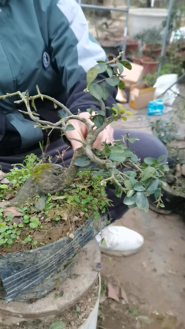 原生挂果母桩金弹子矮桩子